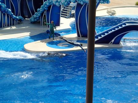 Dolphin show #15