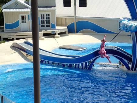 Dolphin show #17