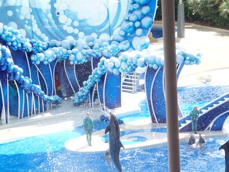 Dolphin show #18