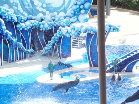 Dolphin show #19