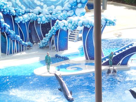 Dolphin show #20