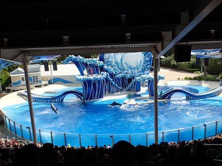 Dolphin show #22