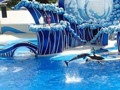 Dolphin show #24