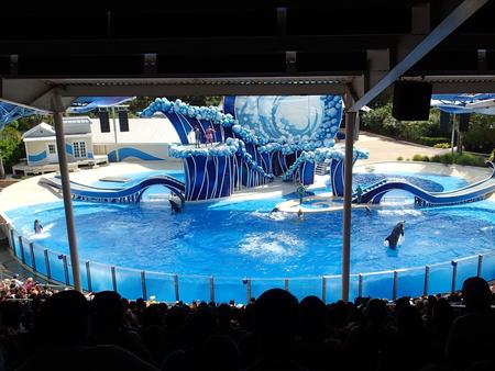Dolphin show #25
