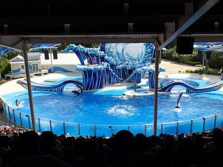 Dolphin show #26
