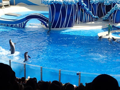 Dolphin show #27