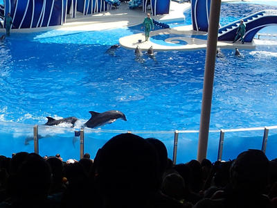 Dolphin show #28