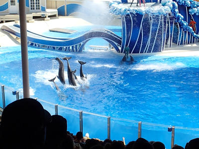 Dolphin show #29