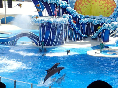 Dolphin show #30