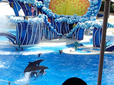Dolphin show #31