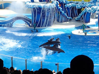 Dolphin show #32