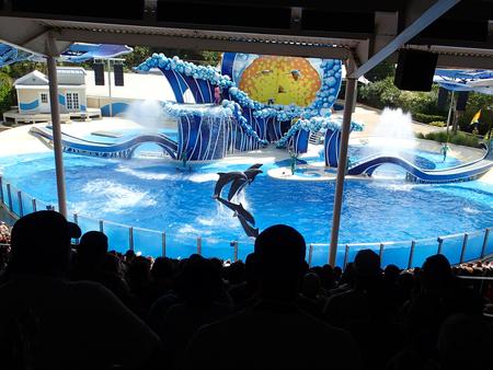 Dolphin show #34