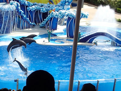 Dolphin show #35