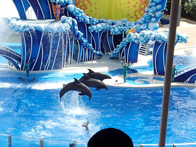 Dolphin show #36