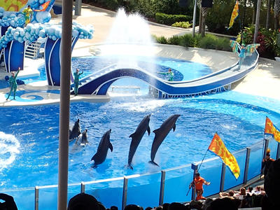 Dolphin show #37