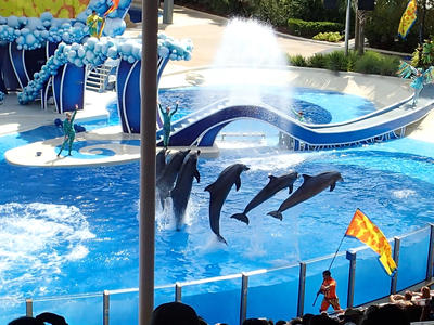 Dolphin show #38