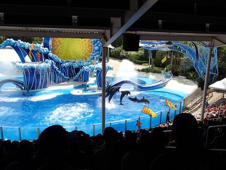 Dolphin show #39