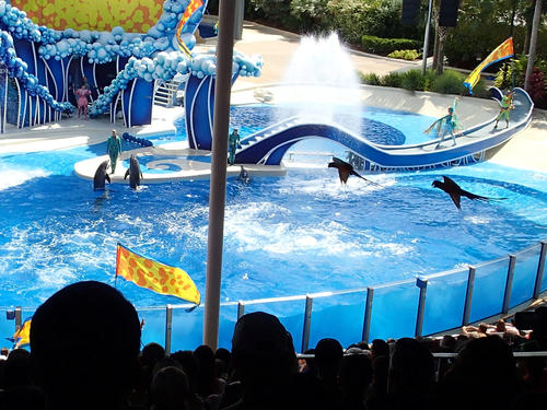 Dolphin show #40