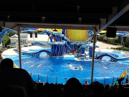 Dolphin show #41