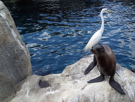 Sea lion and crane