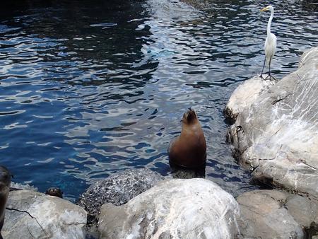 Sea lion and crane #2