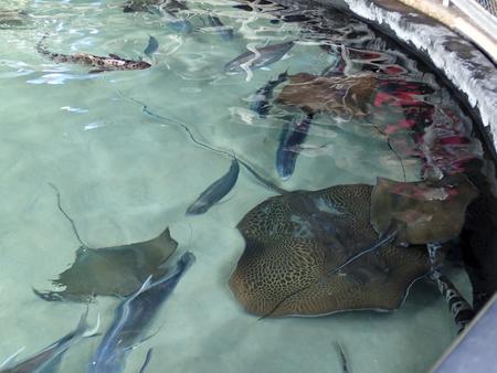 Stingrays