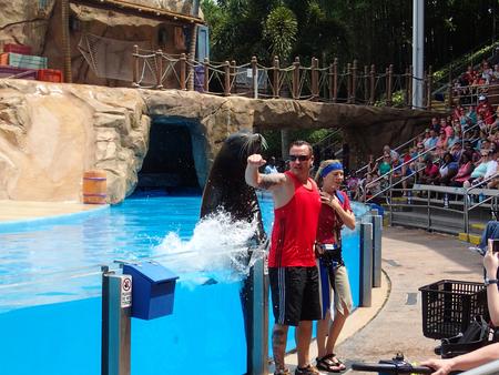 Sea lion show #5