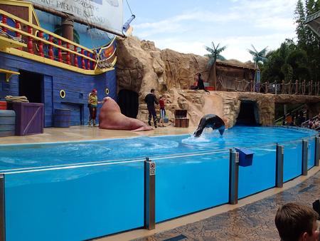 Sea lion show #7