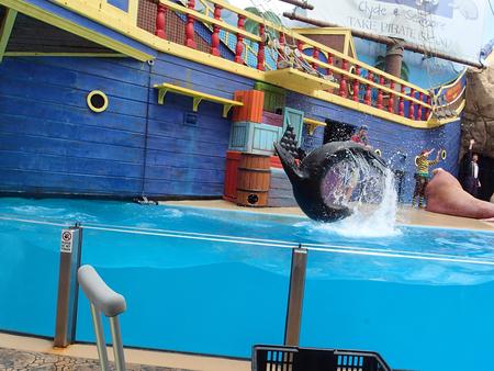 Sea lion show #11