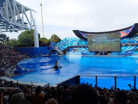 Whale show