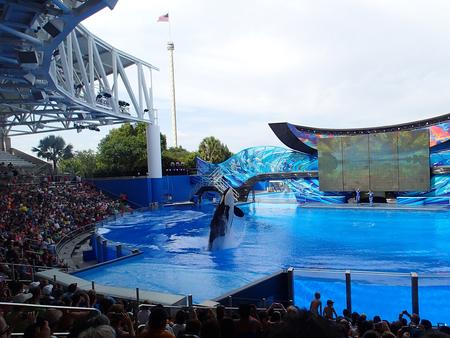 Whale show #3