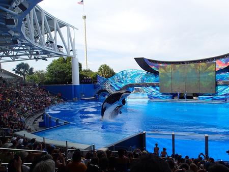 Whale show #5
