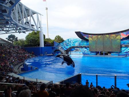 Whale show #6