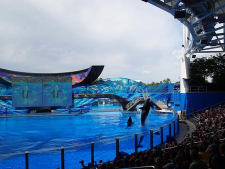 Whale show #8