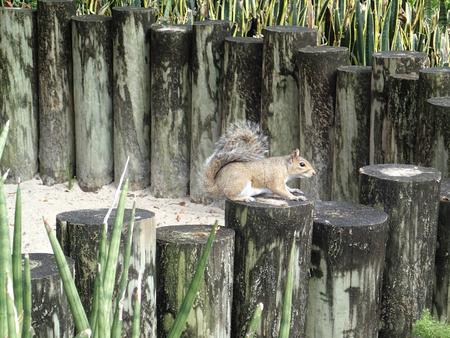 Not a creature of the sea