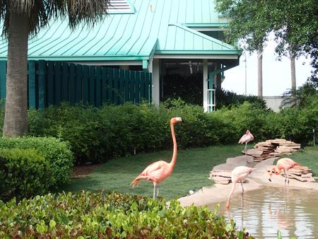 Flamingos #2