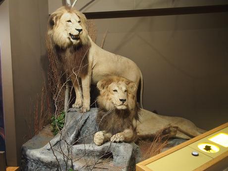 Lions