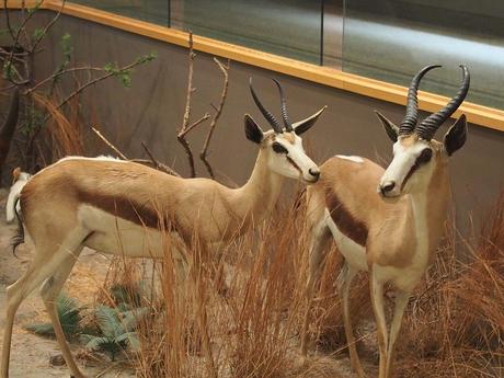 Antelopes