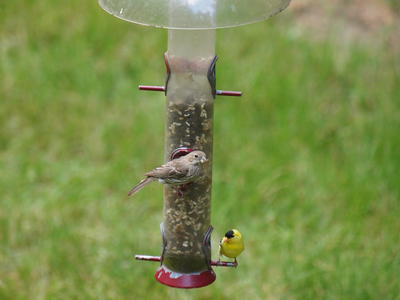 Olympus E-5, EC-14, 50-200mm lens, 566mm equivalent focal length