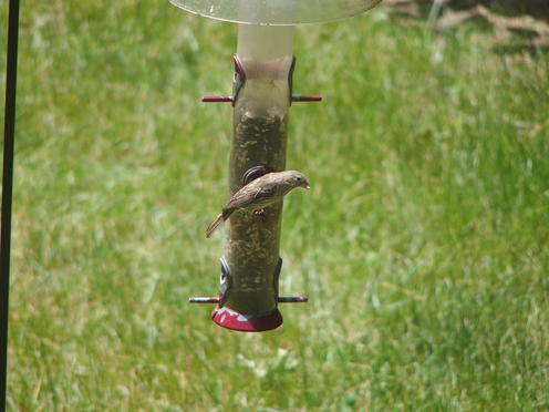 Olympus Stylus-1, tcon-17, 510mm equivalent focal length