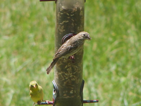 Olympus Stylus-1, tcon-17, digital zoom x2, 1020 equivalent focal length