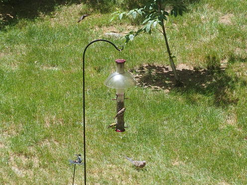 Olympus Stylus-1, tcon-17, digital zoom x2, 156mm equivalent focal length