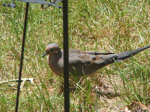 Olympus Stylus-1, tcon-17, digital zoom x2, 1020mm equivalent focal length