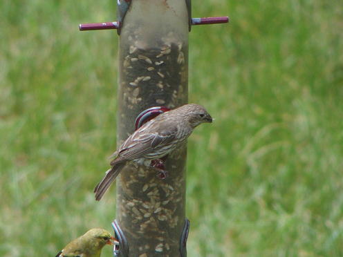 Olympus Stylus-1, tcon-17, digital zoom x2, 1020mm equivalent focal length #2