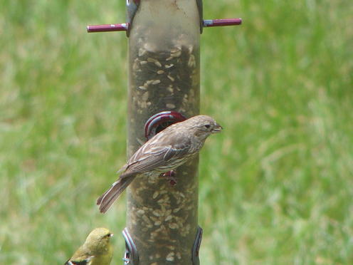 Olympus Stylus-1, tcon-17, digital zoom x2, 1020mm equivalent focal length #3