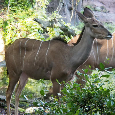 Eland #2