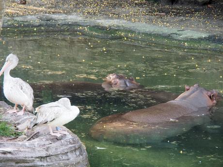 Nile Hippopotamus #2