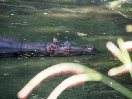 Nile Hippopotamus #4