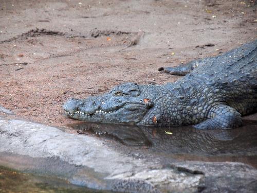 Nile crocodile #2