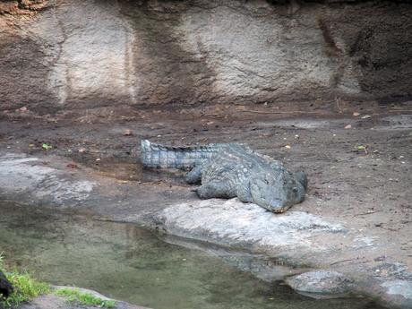 Nile crocodile #4